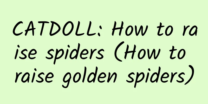CATDOLL: How to raise spiders (How to raise golden spiders)