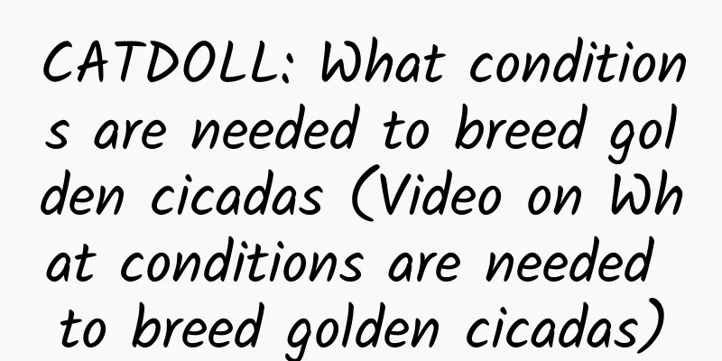 CATDOLL: What conditions are needed to breed golden cicadas (Video on What conditions are needed to breed golden cicadas)