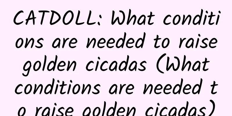 CATDOLL: What conditions are needed to raise golden cicadas (What conditions are needed to raise golden cicadas)