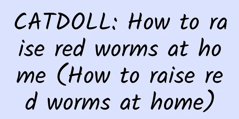 CATDOLL: How to raise red worms at home (How to raise red worms at home)