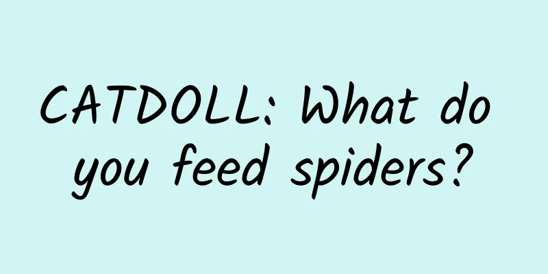 CATDOLL: What do you feed spiders?