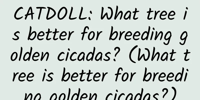 CATDOLL: What tree is better for breeding golden cicadas? (What tree is better for breeding golden cicadas?)