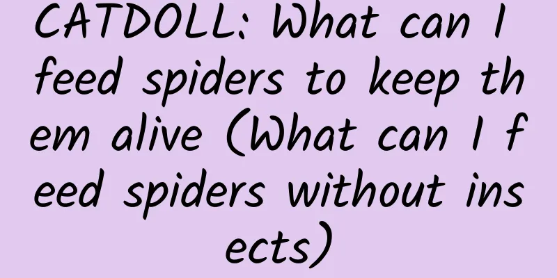 CATDOLL: What can I feed spiders to keep them alive (What can I feed spiders without insects)
