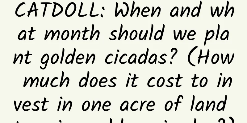 CATDOLL: When and what month should we plant golden cicadas? (How much does it cost to invest in one acre of land to raise golden cicadas?)