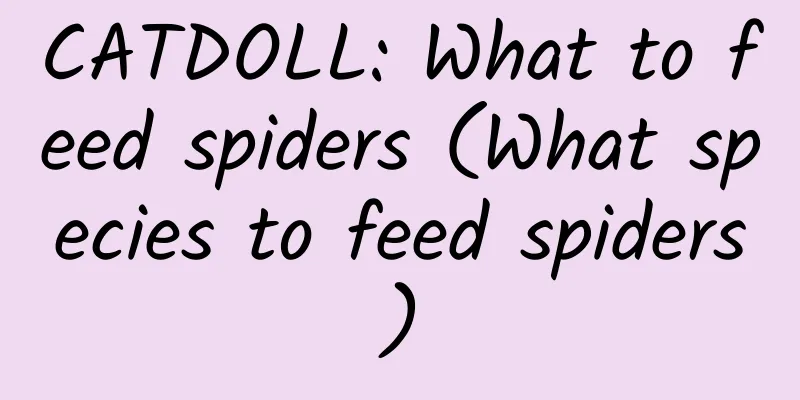 CATDOLL: What to feed spiders (What species to feed spiders)