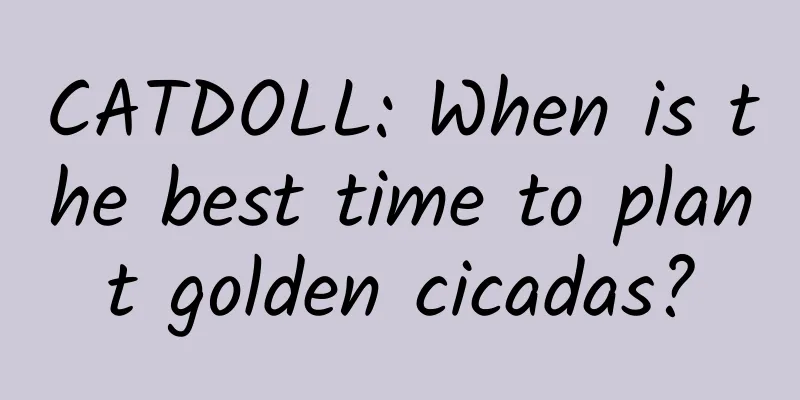 CATDOLL: When is the best time to plant golden cicadas?