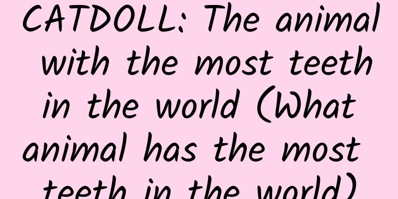 CATDOLL: The animal with the most teeth in the world (What animal has the most teeth in the world)