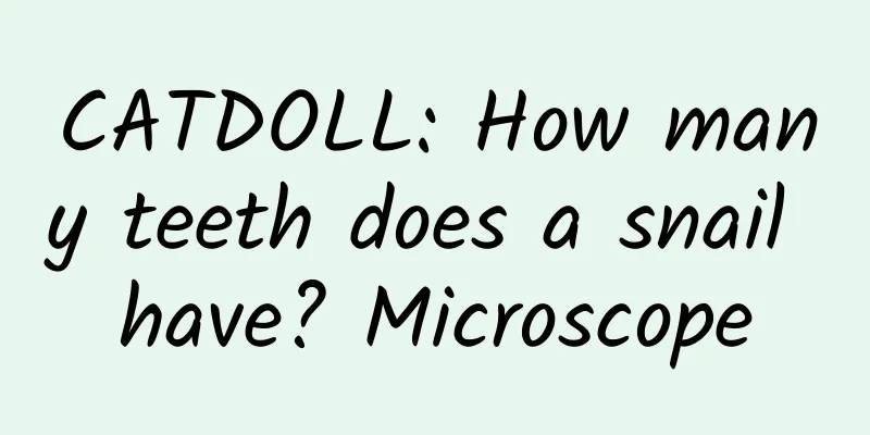 CATDOLL: How many teeth does a snail have? Microscope
