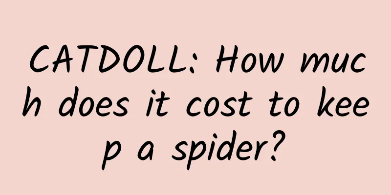 CATDOLL: How much does it cost to keep a spider?