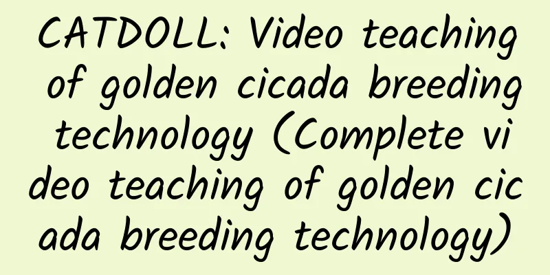 CATDOLL: Video teaching of golden cicada breeding technology (Complete video teaching of golden cicada breeding technology)