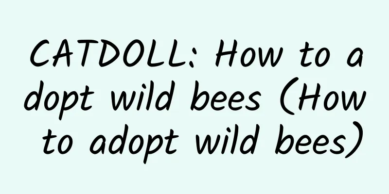 CATDOLL: How to adopt wild bees (How to adopt wild bees)