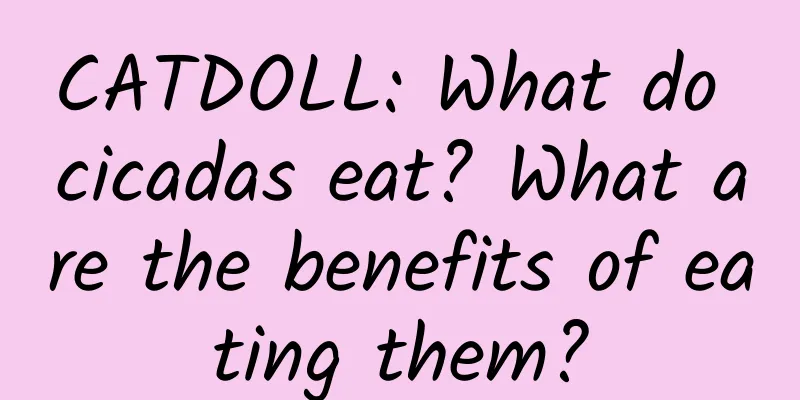 CATDOLL: What do cicadas eat? What are the benefits of eating them?