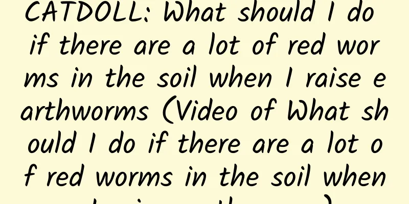CATDOLL: What should I do if there are a lot of red worms in the soil when I raise earthworms (Video of What should I do if there are a lot of red worms in the soil when I raise earthworms)
