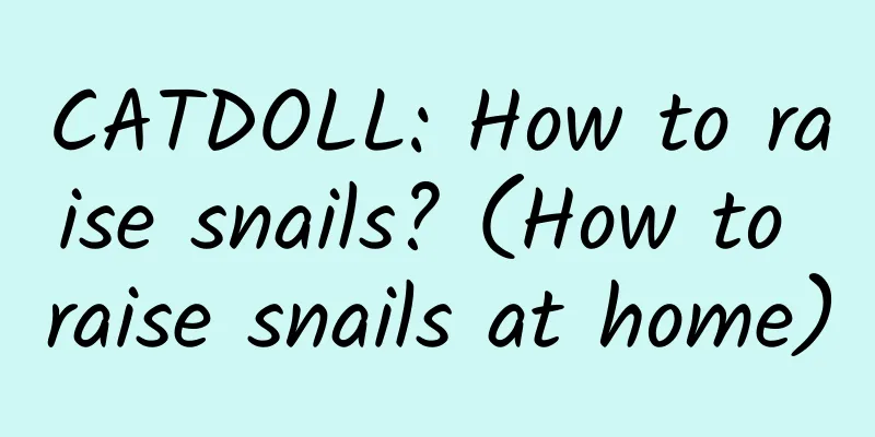 CATDOLL: How to raise snails? (How to raise snails at home)