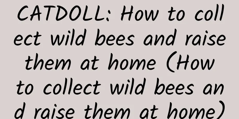 CATDOLL: How to collect wild bees and raise them at home (How to collect wild bees and raise them at home)
