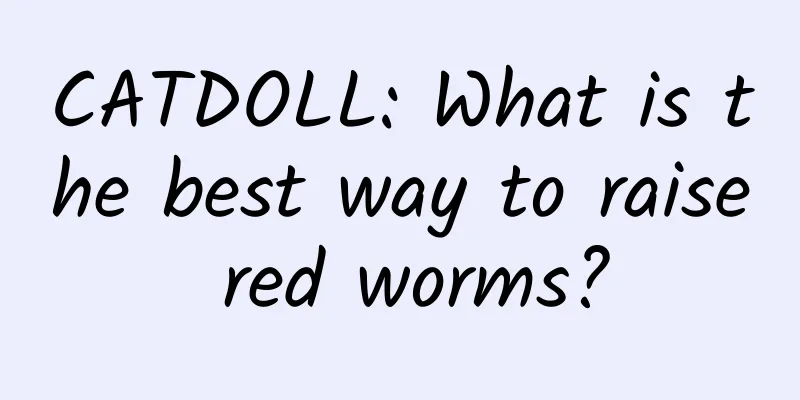 CATDOLL: What is the best way to raise red worms?