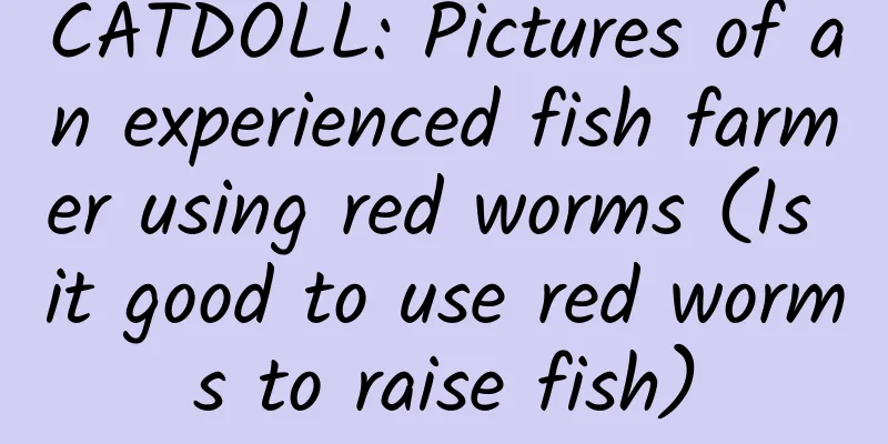 CATDOLL: Pictures of an experienced fish farmer using red worms (Is it good to use red worms to raise fish)