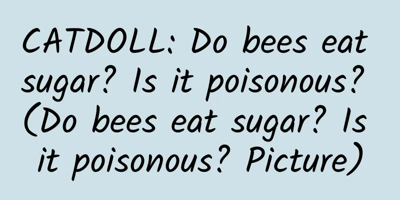 CATDOLL: Do bees eat sugar? Is it poisonous? (Do bees eat sugar? Is it poisonous? Picture)