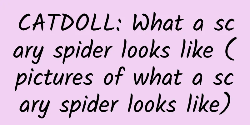 CATDOLL: What a scary spider looks like (pictures of what a scary spider looks like)