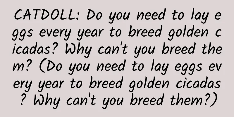 CATDOLL: Do you need to lay eggs every year to breed golden cicadas? Why can't you breed them? (Do you need to lay eggs every year to breed golden cicadas? Why can't you breed them?)