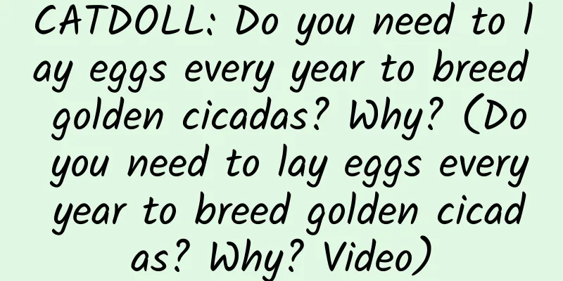 CATDOLL: Do you need to lay eggs every year to breed golden cicadas? Why? (Do you need to lay eggs every year to breed golden cicadas? Why? Video)