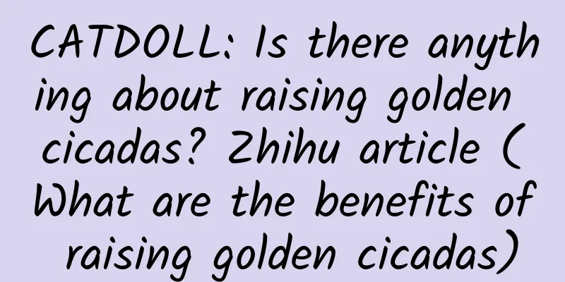 CATDOLL: Is there anything about raising golden cicadas? Zhihu article (What are the benefits of raising golden cicadas)
