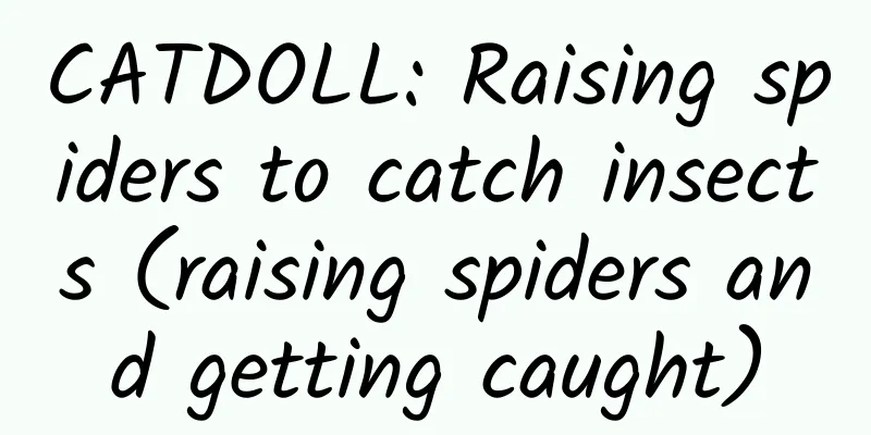 CATDOLL: Raising spiders to catch insects (raising spiders and getting caught)