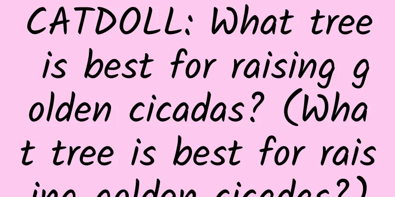 CATDOLL: What tree is best for raising golden cicadas? (What tree is best for raising golden cicadas?)