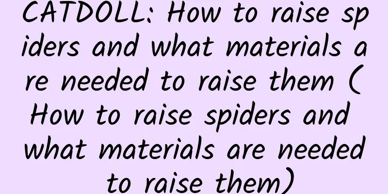 CATDOLL: How to raise spiders and what materials are needed to raise them (How to raise spiders and what materials are needed to raise them)