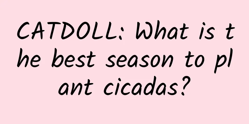 CATDOLL: What is the best season to plant cicadas?