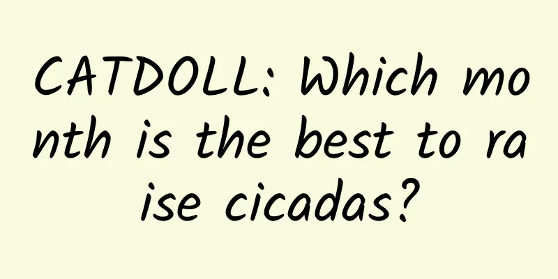CATDOLL: Which month is the best to raise cicadas?
