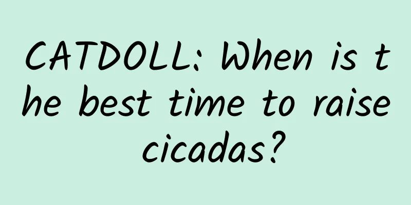 CATDOLL: When is the best time to raise cicadas?