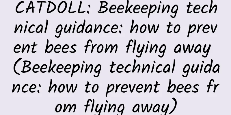 CATDOLL: Beekeeping technical guidance: how to prevent bees from flying away (Beekeeping technical guidance: how to prevent bees from flying away)