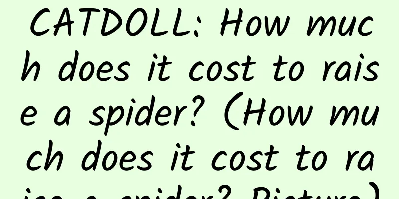 CATDOLL: How much does it cost to raise a spider? (How much does it cost to raise a spider? Picture)