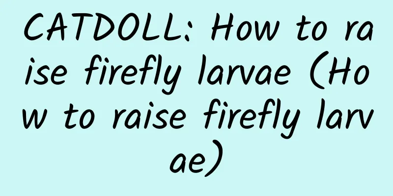 CATDOLL: How to raise firefly larvae (How to raise firefly larvae)