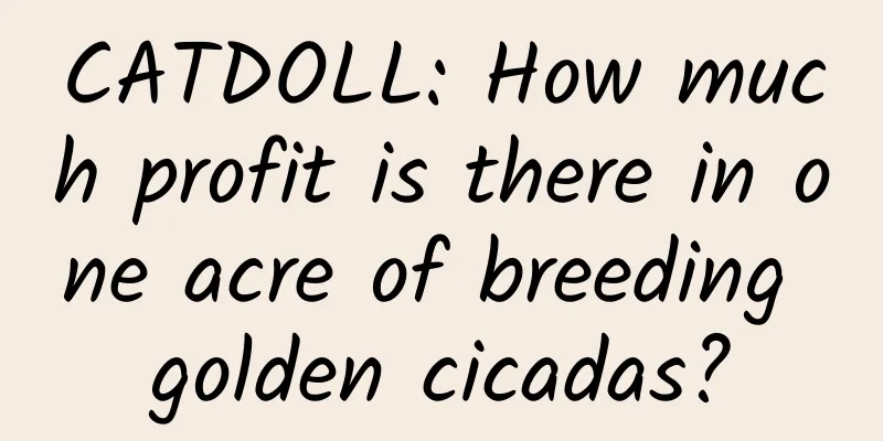 CATDOLL: How much profit is there in one acre of breeding golden cicadas?