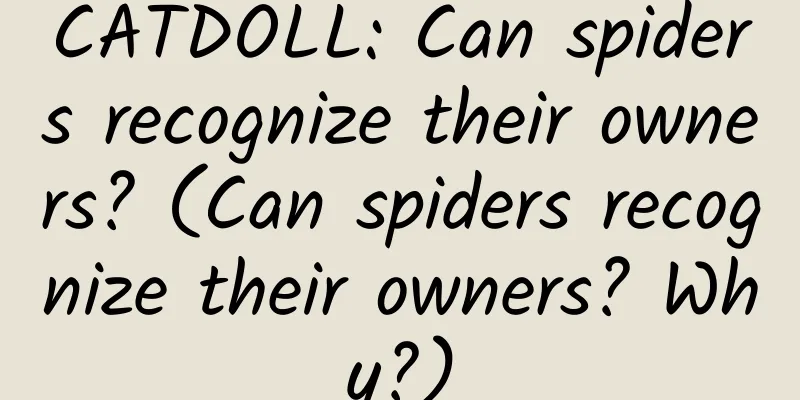 CATDOLL: Can spiders recognize their owners? (Can spiders recognize their owners? Why?)