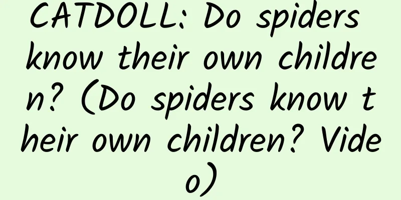 CATDOLL: Do spiders know their own children? (Do spiders know their own children? Video)