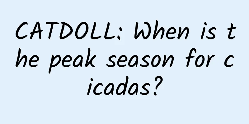 CATDOLL: When is the peak season for cicadas?