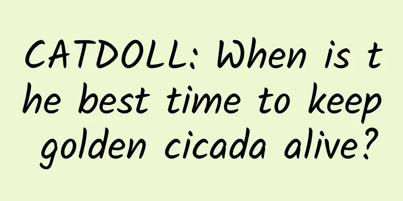 CATDOLL: When is the best time to keep golden cicada alive?