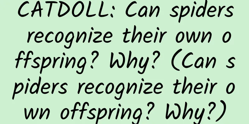 CATDOLL: Can spiders recognize their own offspring? Why? (Can spiders recognize their own offspring? Why?)