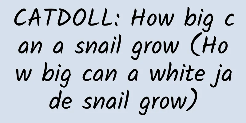 CATDOLL: How big can a snail grow (How big can a white jade snail grow)