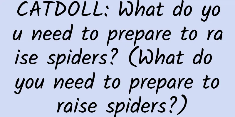 CATDOLL: What do you need to prepare to raise spiders? (What do you need to prepare to raise spiders?)
