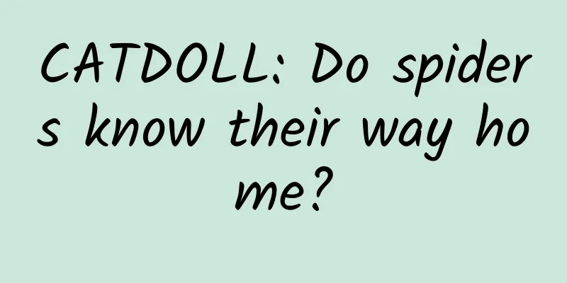 CATDOLL: Do spiders know their way home?