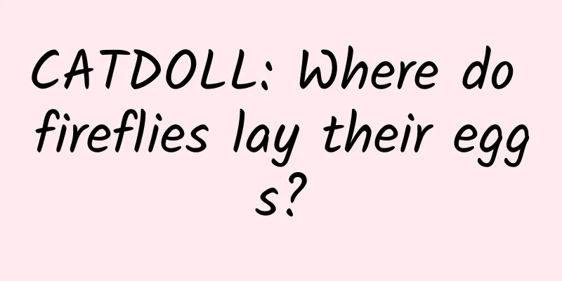 CATDOLL: Where do fireflies lay their eggs?