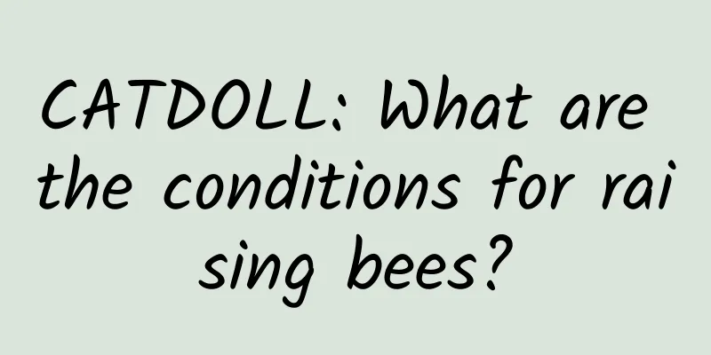 CATDOLL: What are the conditions for raising bees?