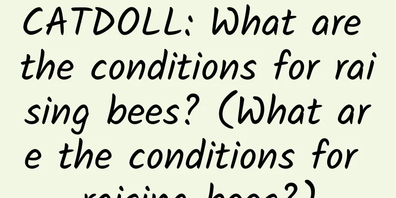 CATDOLL: What are the conditions for raising bees? (What are the conditions for raising bees?)