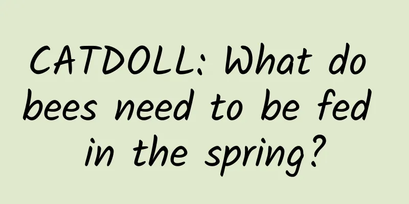 CATDOLL: What do bees need to be fed in the spring?