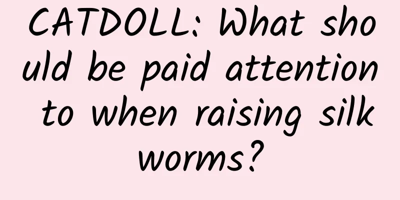CATDOLL: What should be paid attention to when raising silkworms?