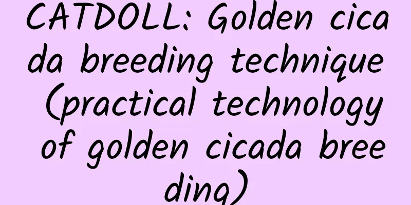 CATDOLL: Golden cicada breeding technique (practical technology of golden cicada breeding)